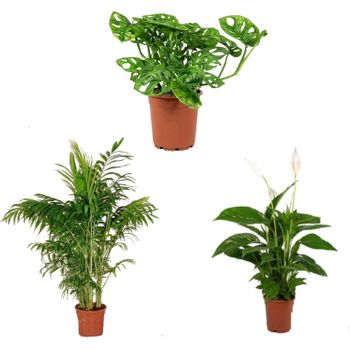 Pack 3 Plantas Naturales De Interior : Spathiphyllum + Monstera + Chamaedorea