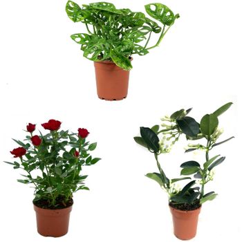 Pack 3 Plantas Naturales De Interior : Monstera + Jazmin + Rosal Mini Rojo