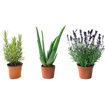 Pack 3 Plantas Naturales Aromáticas Y Suculentas: Romero + Aloe Vera + Lavanda