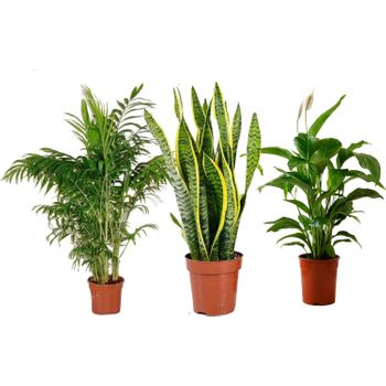 Pack 3 Plantas Naturales De Interior : Dracaena + Areca + Spathiphyllum