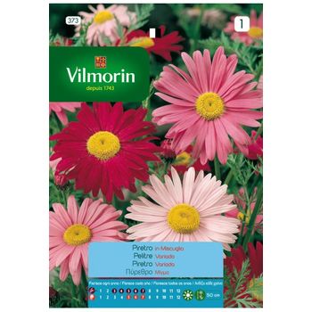 Vilmorin Semillas De Pelitre Gigante Flores S-1, 0,5 Gr