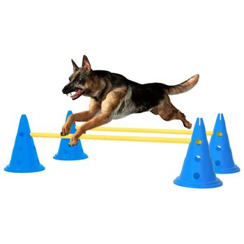 Juego De Obstáculos Para Perros Azul Y Amarillo