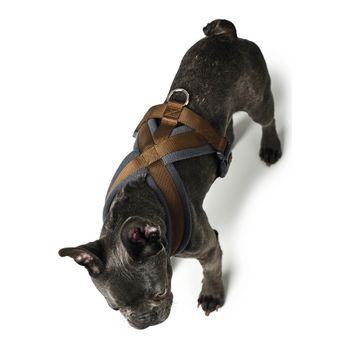 Arnés Para Perro Hunter London Comfort 48-56 Cm Marrón Talla S/m