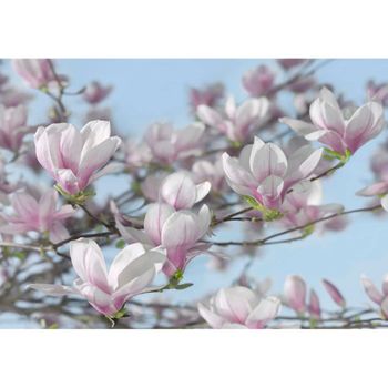 Mural Fotográfico Magnolia 368x254 Cm 8-738 Komar