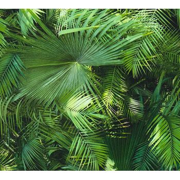 Papel Pintado A.s. Création Hojas Tropicales Verde - As-362011 - 53 Cm X 10,05 M