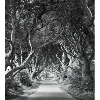 Sanders & Sanders Fotomural Bosque Blanco Y Negro - 250 X 280 Cm - 612585