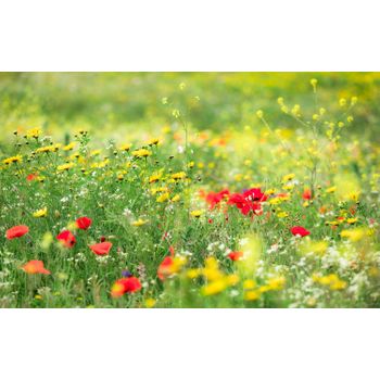 Sanders & Sanders Fotomural Flores Verde - 450 X 280 Cm - 612676