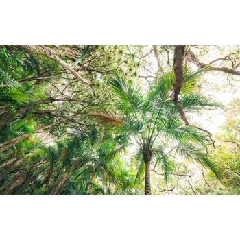 Sanders & Sanders Fotomural Selva Verde - 450 X 280 Cm - 612706