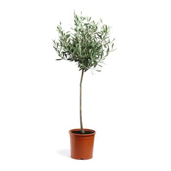 Planta De Interior – Olivo – Altura: 95 Cm