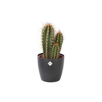 Cactus Y Suculento – Neocardenasia En Maceta Negra Como Un Conjunto – Altura: 50 Cm