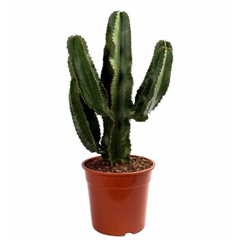 Cactus Y Suculento – Euphorbia – Altura: 80 Cm