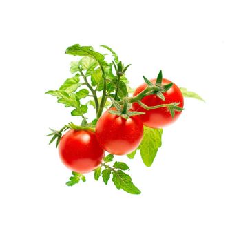 Click & Grow - Mini Tomate Pods, 3-pack