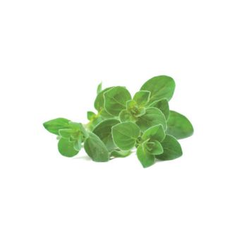 Click & Grow - Oregano Pods, 3-pack