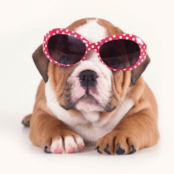 Magnet & Steel Tarjeta Fashion Bulldog Con Gafas De Sol