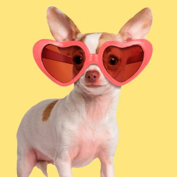 Magnet & Steel Tarjeta Fashion Chihuahua Con Gafas De Sol