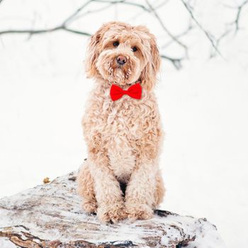 Magnet & Steel Tarjeta Labradoodle Con Pajarita