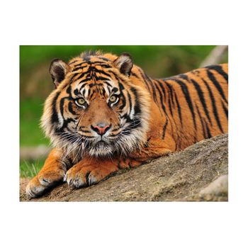 Papel Pintado 3d -  Tigre De Sumatra (400x309 Cm)