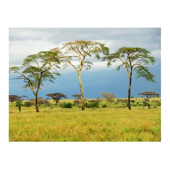 Papel Pintado 3d -  Savanna Trees (350x270 Cm)