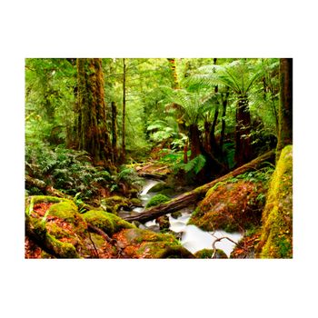 Papel Pintado 3d -  Rainforest (200x154 Cm)