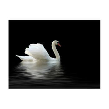 Papel Pintado 3d -  Cisne (blanco Y Negro) (200x154 Cm)