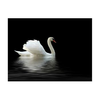 Papel Pintado 3d -  Cisne (blanco Y Negro) (250x193 Cm)