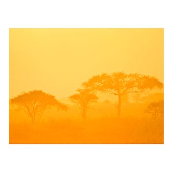 Papel Pintado 3d -  Orange Savanna (200x154 Cm)