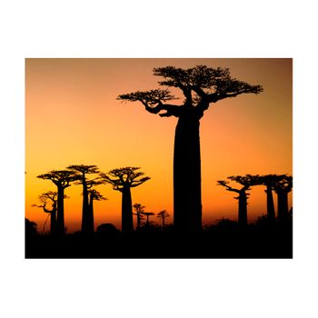 Papel Pintado 3d -  Árboles Africanos Baobab (400x309 Cm)