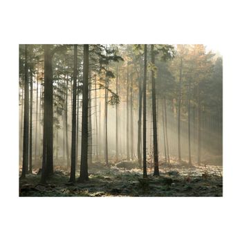 Papel Pintado 3d -  Foggy November Morning (400x309 Cm)