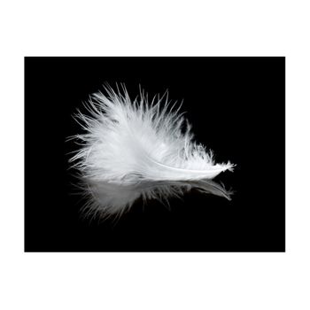Papel Pintado 3d -  White Feather (200x154 Cm)