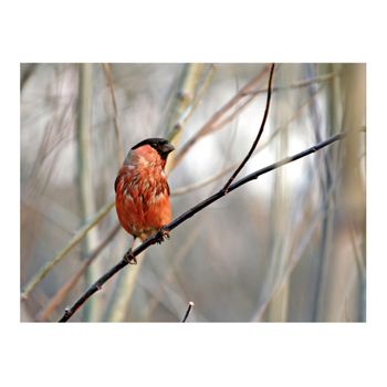 Papel Pintado 3d -  Bullfinch In The Forest (350x270 Cm)