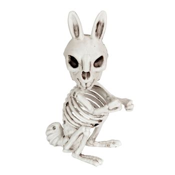 Conejo Esqueleto