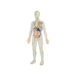 Miniland Educational Juego Anatomia Humana 99060