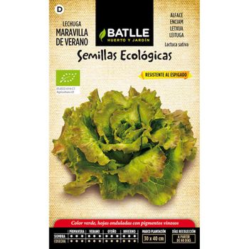 Semillas Ecológicas De Lechuga Maravilla De Verano