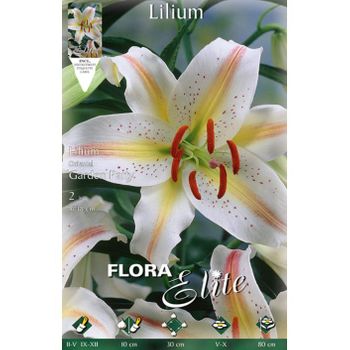 Bulbo Lilium Oriental Gold Band 14/16 20 Unidades