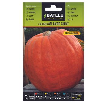 Semillas De Calabaza Atlantic Giant  Batlle