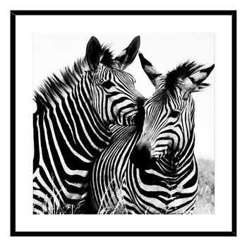 Cuadro Cristal (2 X 50 X 50 Cm) Zebra