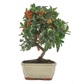 Bonsái Pyracantha Sp. 7 Años