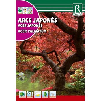 Semillas De Arce Japonés Acer Palmatum