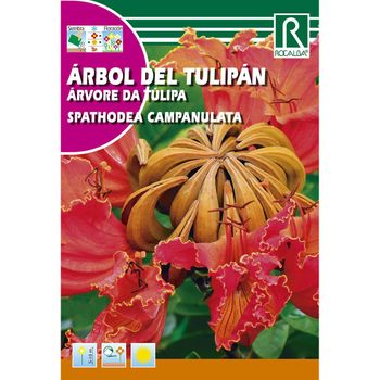 Semillas De Arbol Del Tulipán Spatodea Campanulata