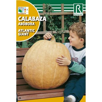 Semillas De Calabaza Atlantic Giant