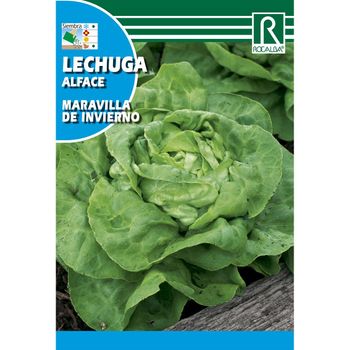 Semillas De Lechuga Maravilla De Invierno