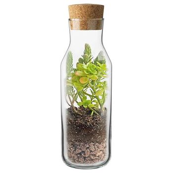 Terrarium Kit Sedum-crasas