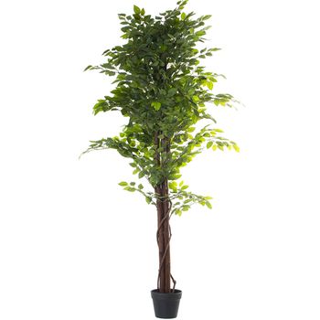 Planta Decorativa Alexandra House Living Plástico Ficus 16 X 16 X 162 Cm