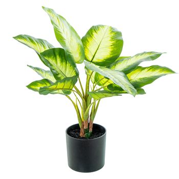 Planta Decorativa Alexandra House Living Plástico Aglaonema 50 Cm