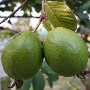 Guayabo Fresa - 1ud. - Maceta De Tubo