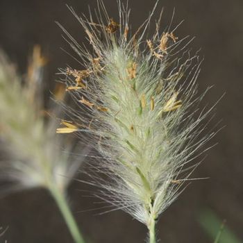 Lipia - 15uds. - Maceta De 10, 5cm