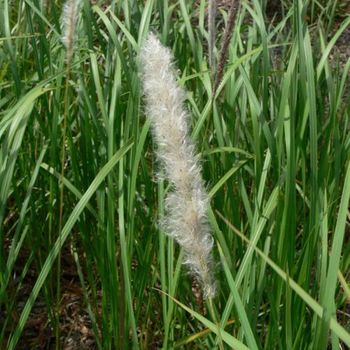 Liriope Muscari - 1ud. - Maceta De 11cm