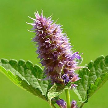 Agastache Sp. - 6uds. - Maceta De 2litros