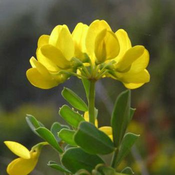 Coronilla Glauca - 1ud. - Maceta De 5litros