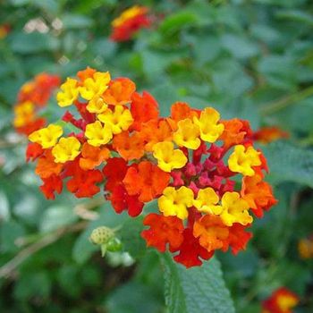 Lantana Camara - 1ud. - Maceta De 5litros